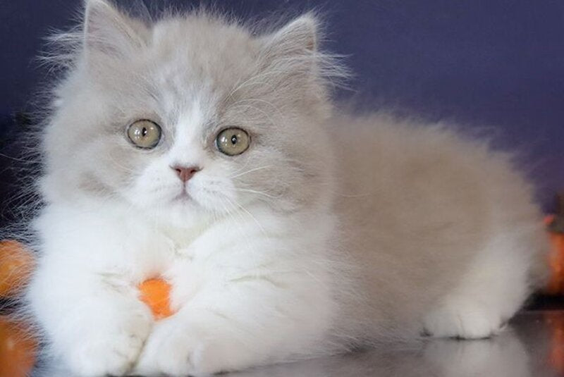 Daenerys Munchkin female, lilac bicolour