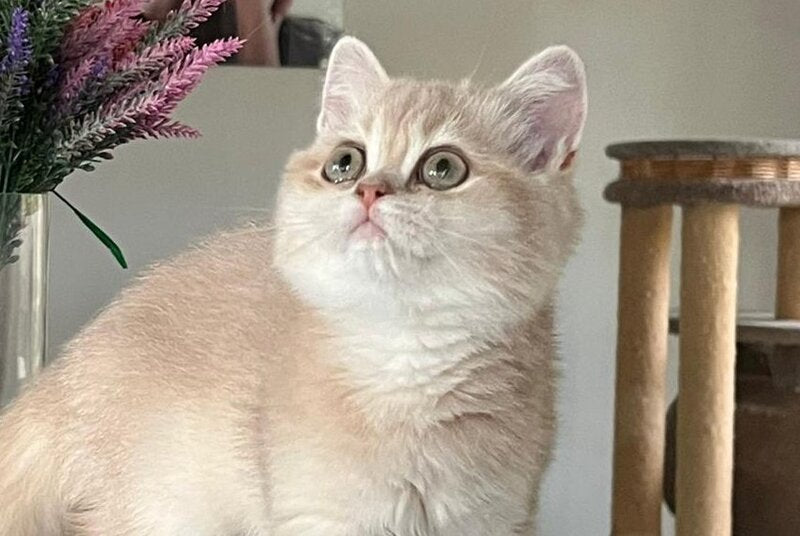 Lilu British Shorthair female, lilac golden chinchilla