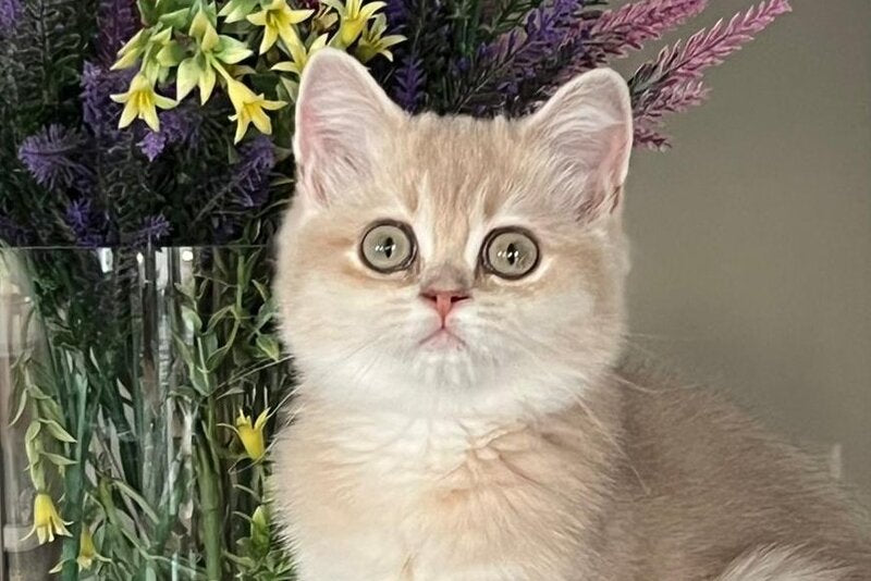 Lilu British Shorthair female, lilac golden chinchilla