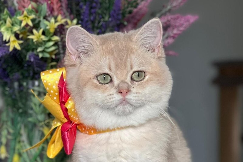 Latishu British Shorthair female, lilac golden chinchilla