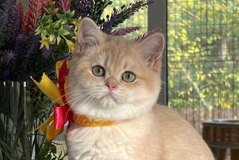 Latishu British Shorthair female, lilac golden chinchilla