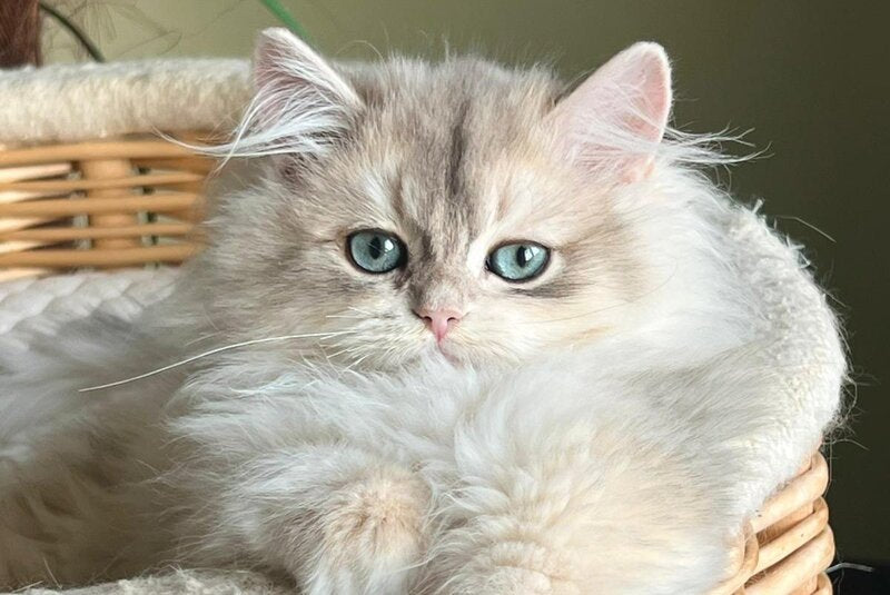 Jan British Longhair male, blue golden chinchilla