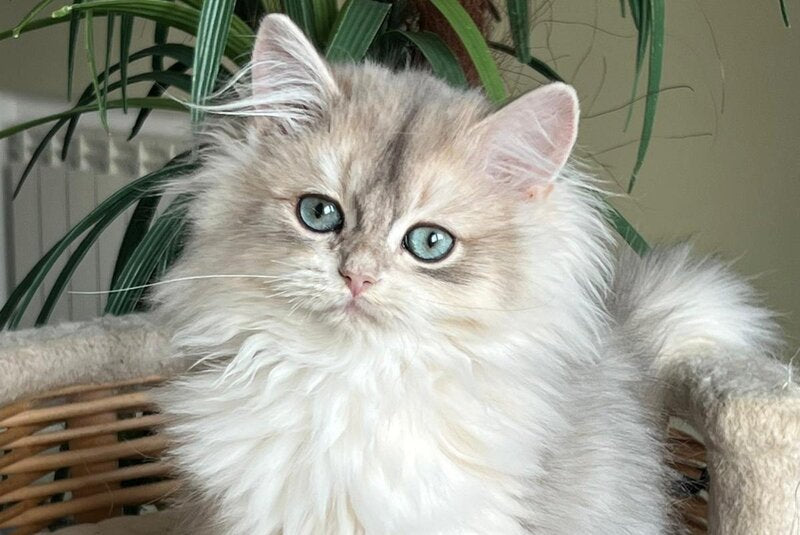 Jan British Longhair male, blue golden chinchilla