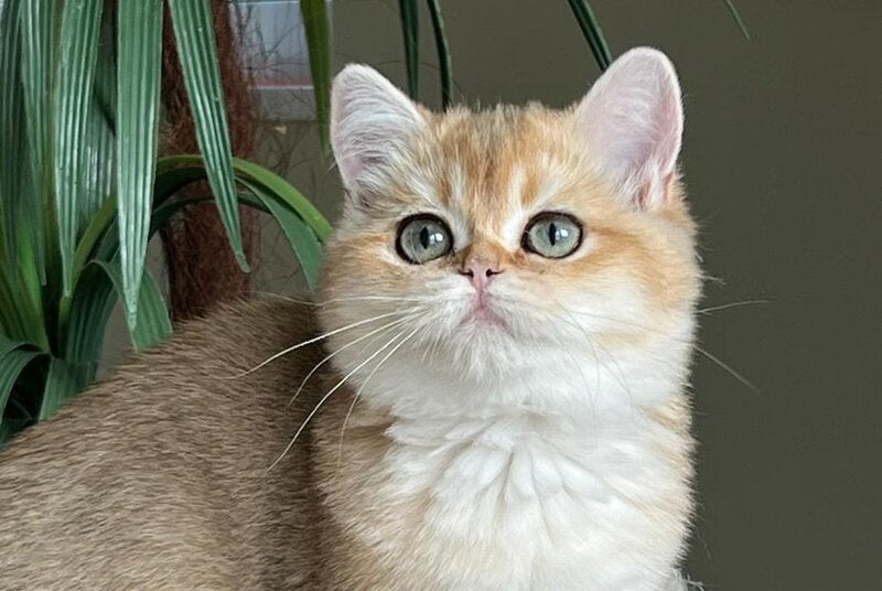 Kiki British Shorthair female, black golden shaded