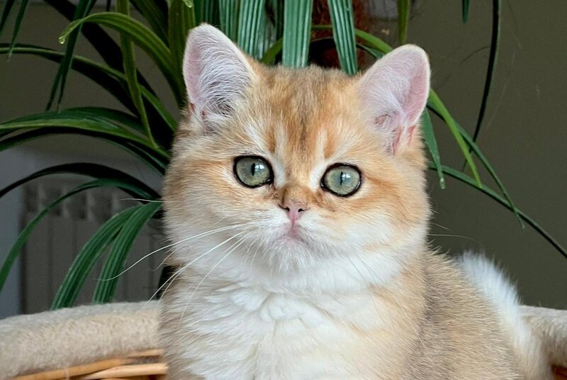 Kiki British Shorthair female, black golden shaded