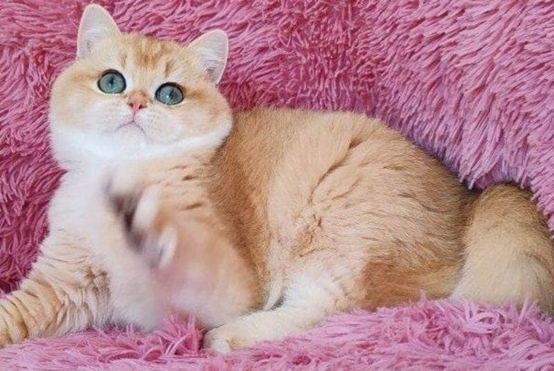Ronni British Shorthair male, black golden chinchilla