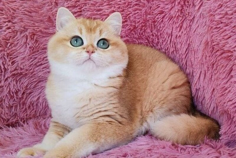 Ronni British Shorthair male, black golden chinchilla
