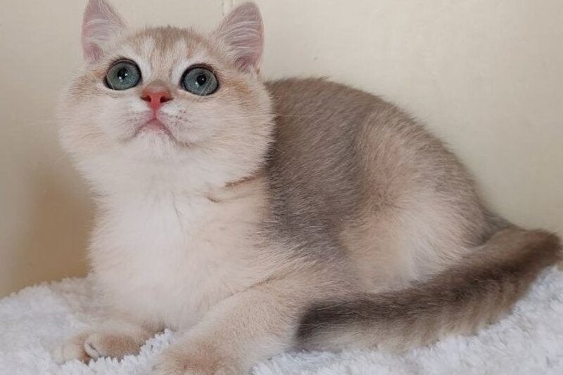 Tomas British Shorthair male, blue golden chinchilla