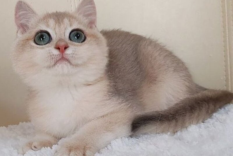 Tomas British Shorthair male, blue golden chinchilla