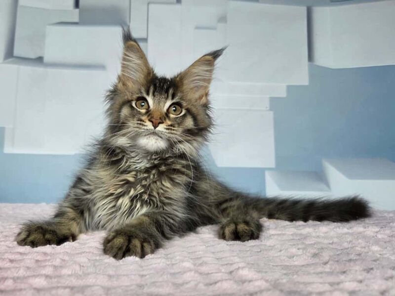 Kupidon Maine Coon male, black ticked tabby