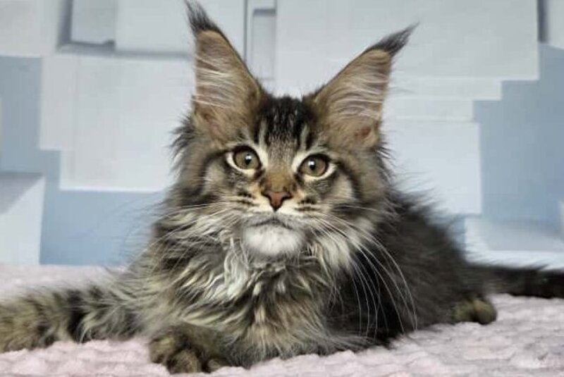 Kupidon Maine Coon male, black ticked tabby