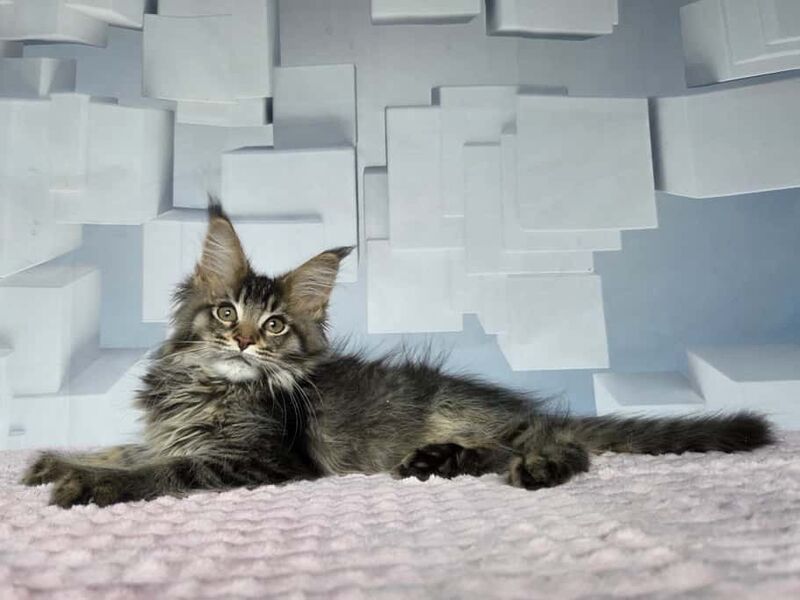Kupidon Maine Coon male, black ticked tabby