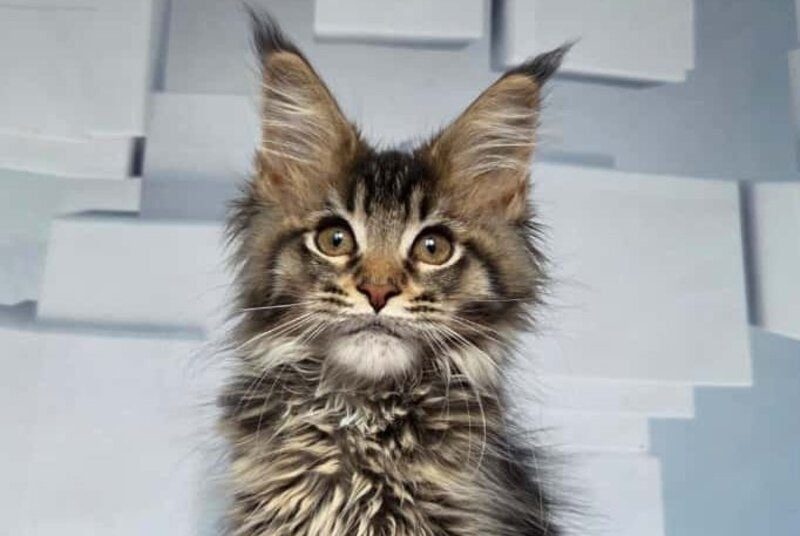 Kupidon Maine Coon male, black ticked tabby