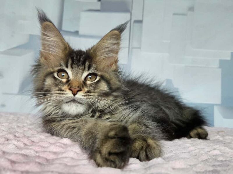Kupidon Maine Coon male, black ticked tabby