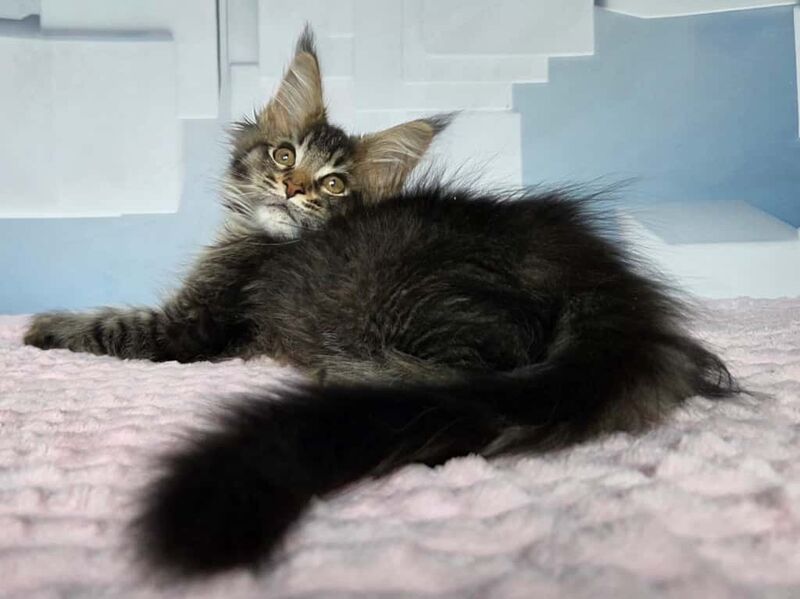 Kupidon Maine Coon male, black ticked tabby
