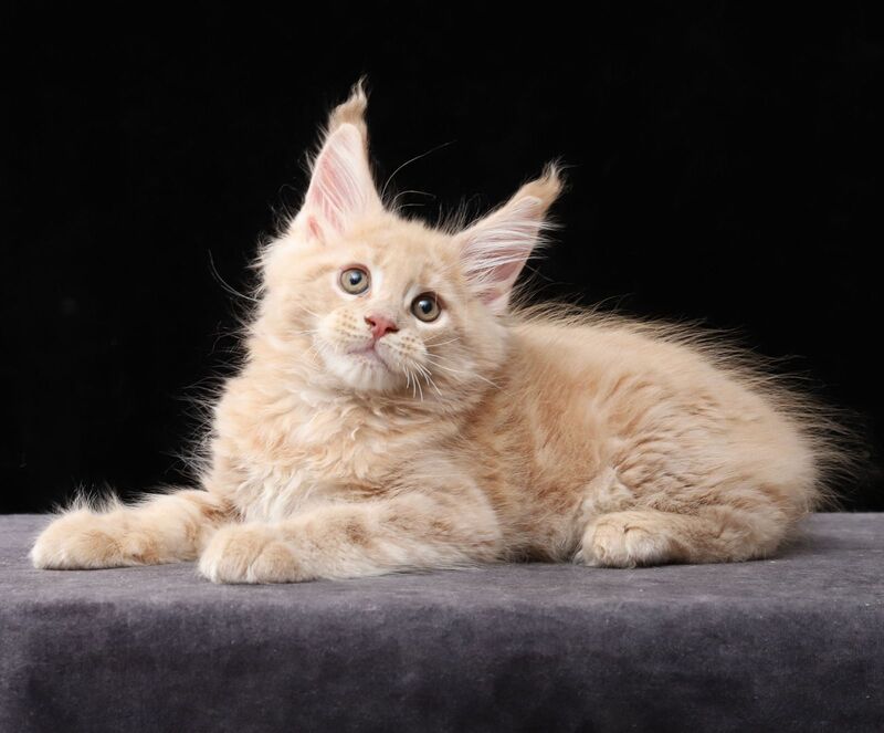 Larry Maine Coon male, cream tabby
