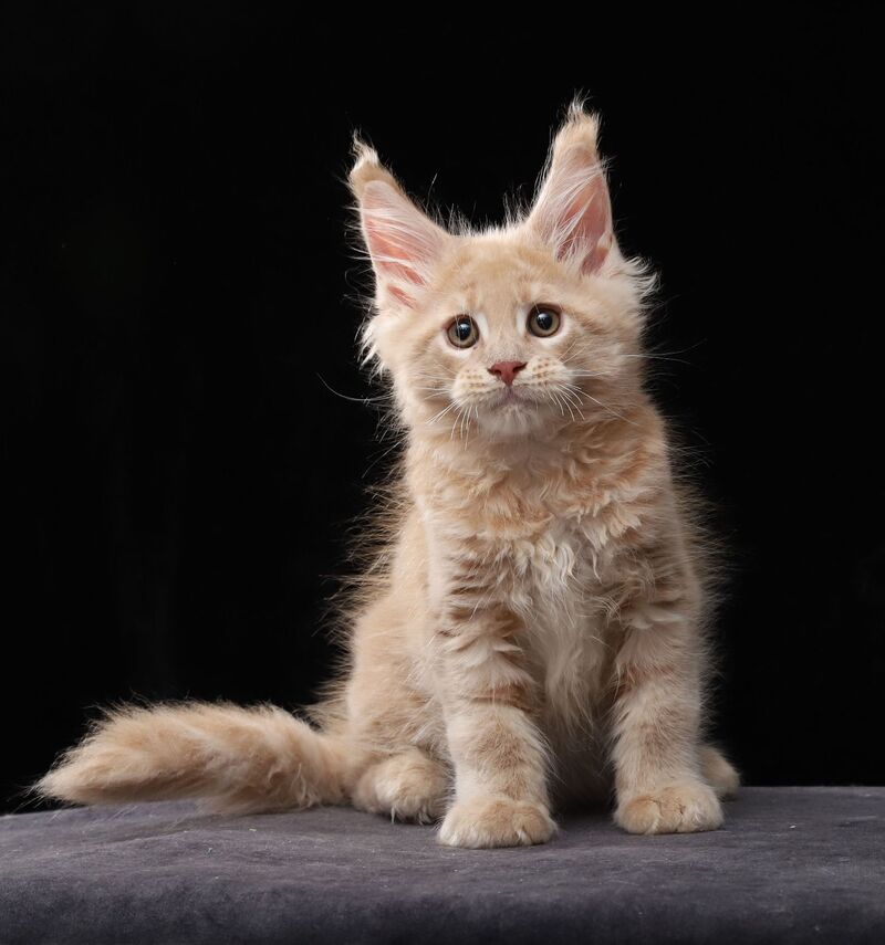 Larry Maine Coon male, cream tabby