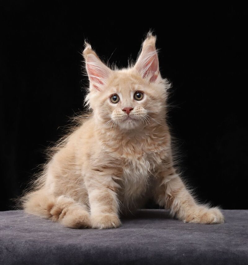 Larry Maine Coon male, cream tabby