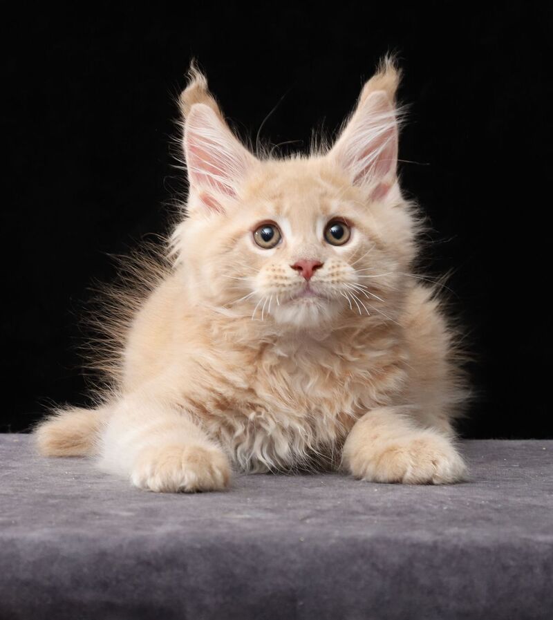 Larry Maine Coon male, cream tabby