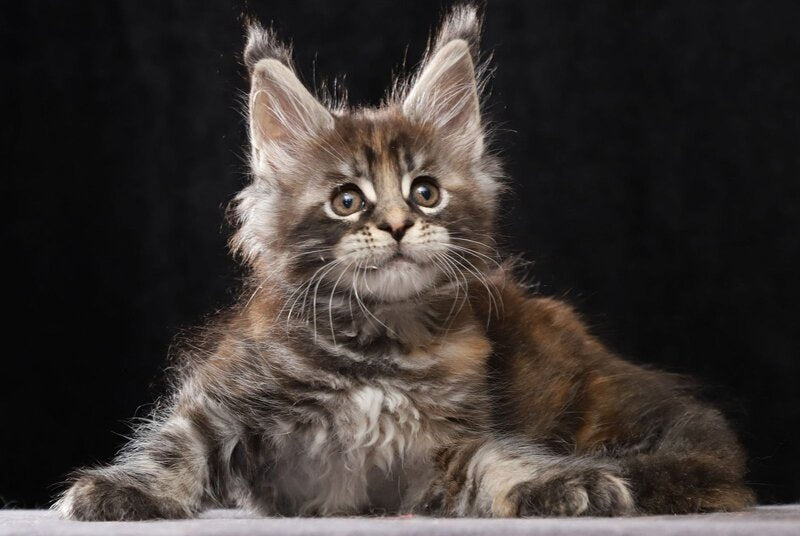 Loretta Maine Coon female, black tortie tabby