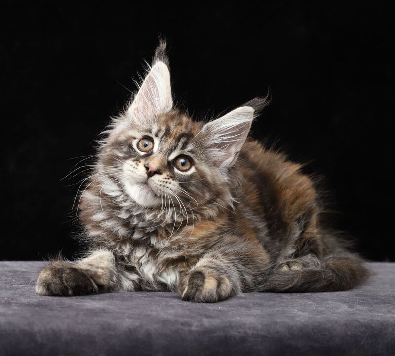 Loretta Maine Coon female, black tortie tabby
