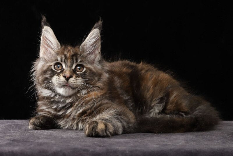 Loretta Maine Coon female, black tortie tabby