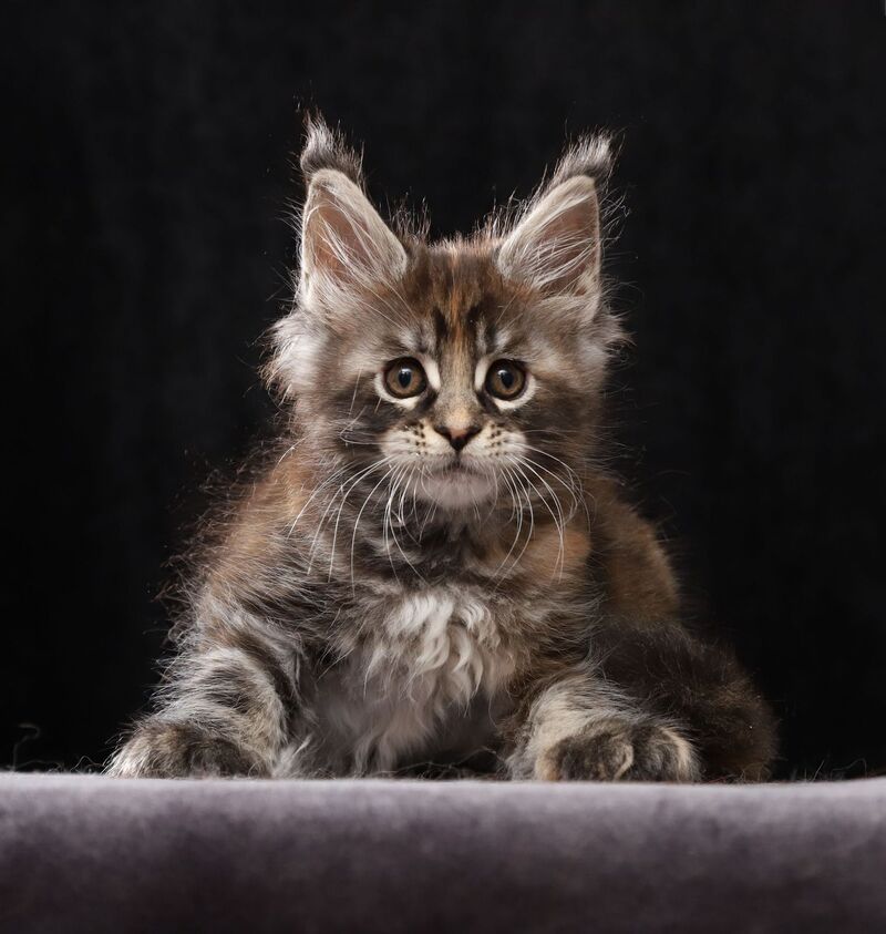 Loretta Maine Coon female, black tortie tabby