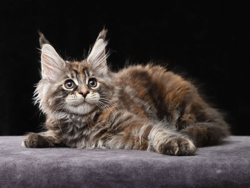 Loretta Maine Coon female, black tortie tabby