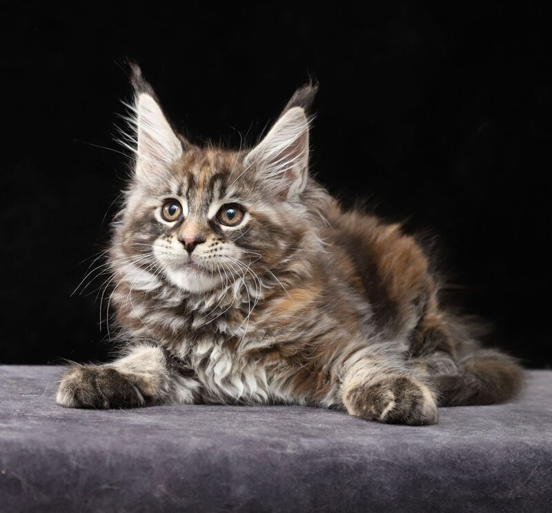 Loretta Maine Coon female, black tortie tabby