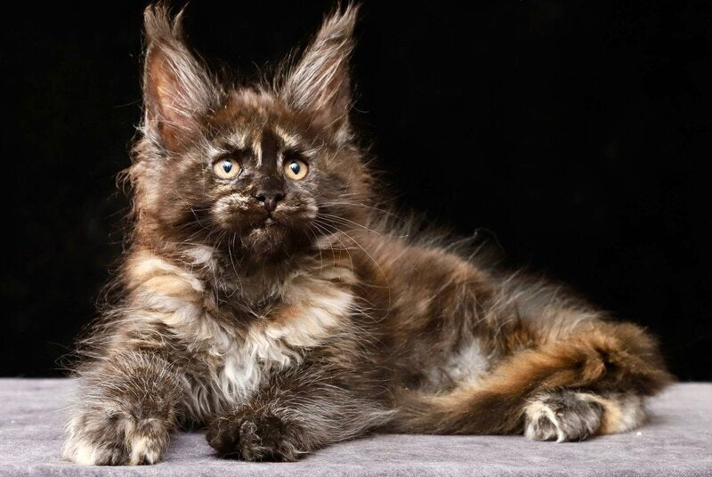 Lera Maine Coon female, black tortie