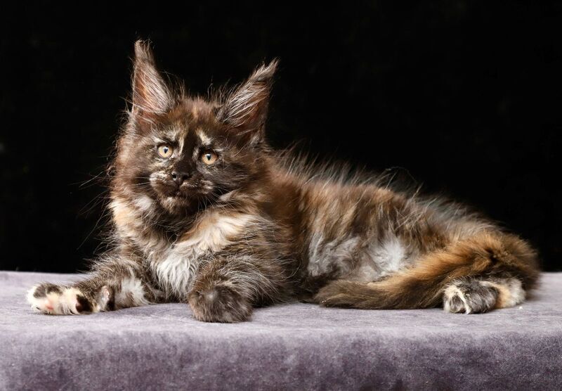 Lera Maine Coon female, black tortie