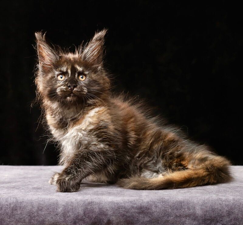 Lera Maine Coon female, black tortie