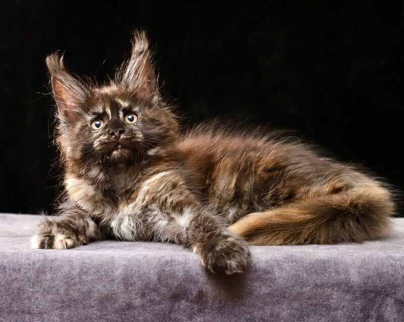 Lera Maine Coon female, black tortie