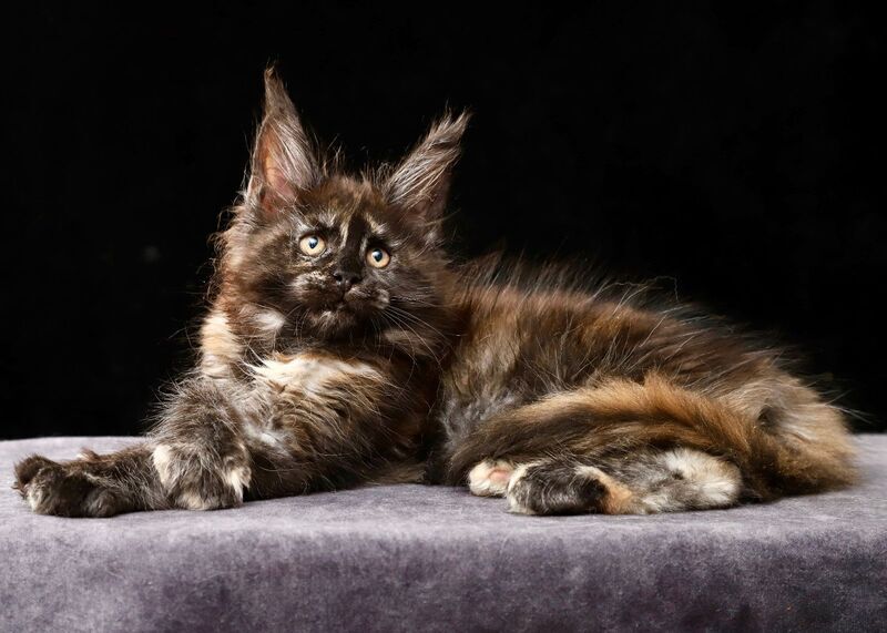 Lera Maine Coon female, black tortie