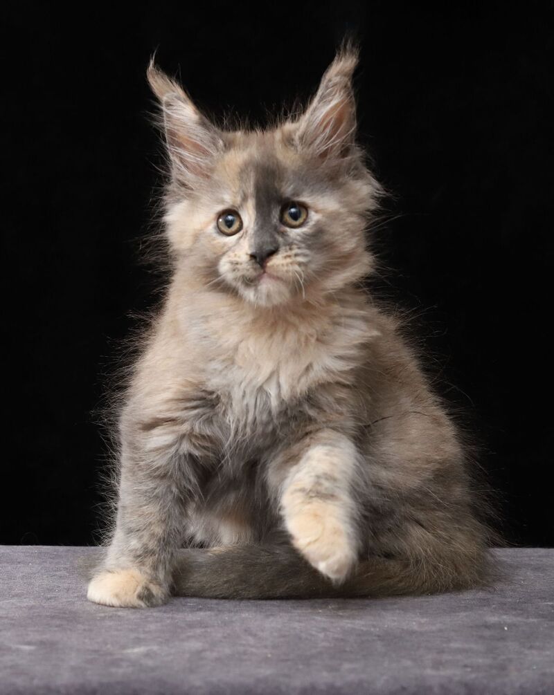 Louisa Maine Coon female, blue tortie