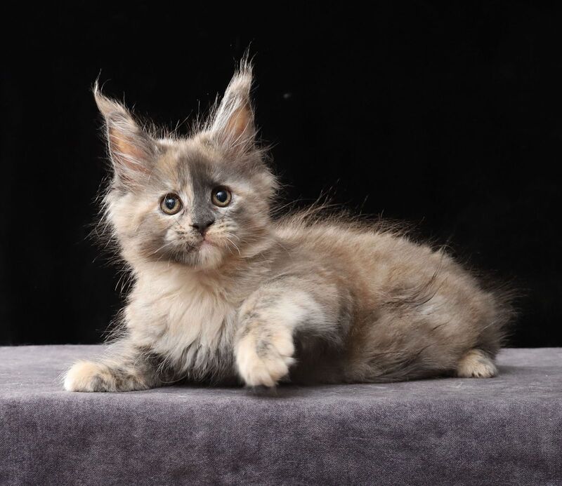 Louisa Maine Coon female, blue tortie