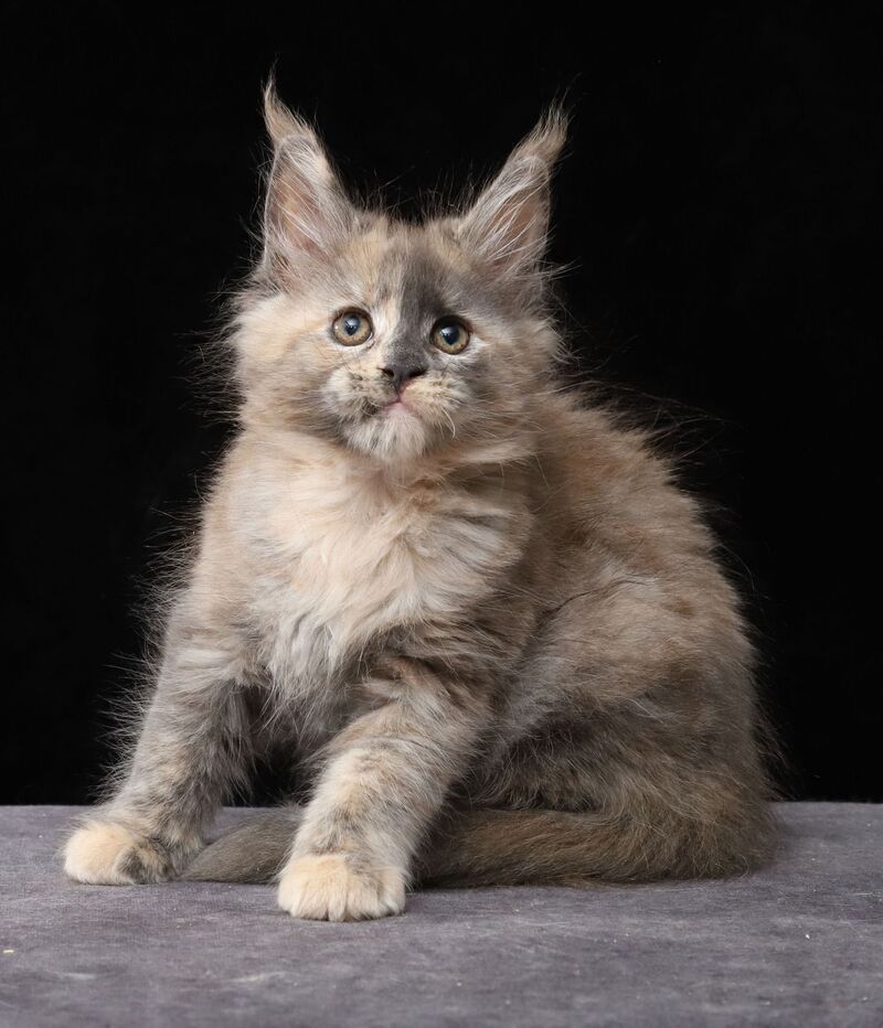 Louisa Maine Coon female, blue tortie