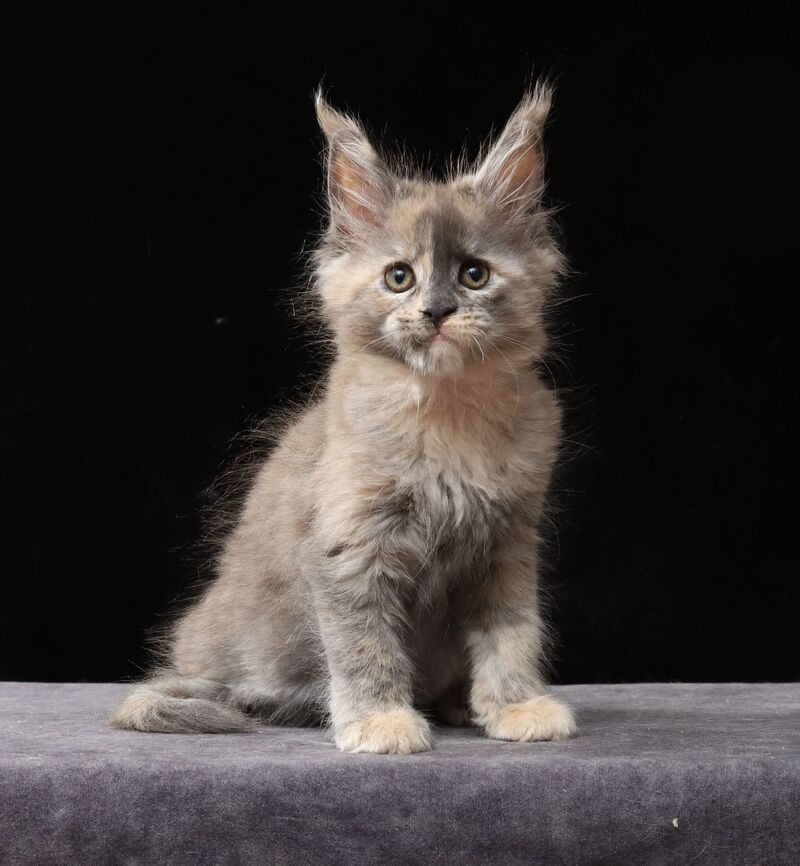 Louisa Maine Coon female, blue tortie
