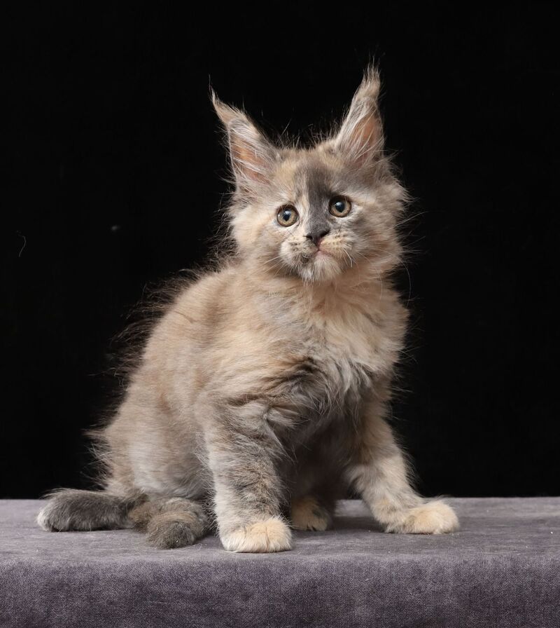 Louisa Maine Coon female, blue tortie