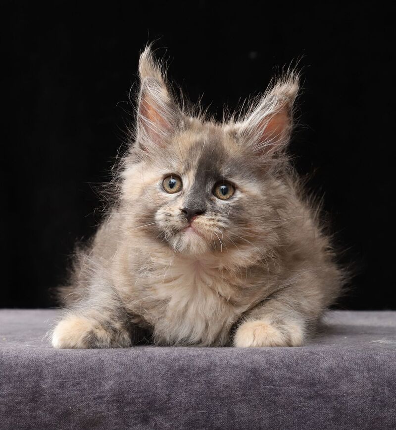 Louisa Maine Coon female, blue tortie