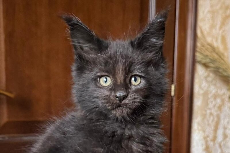 Tess Maine Coon female, black