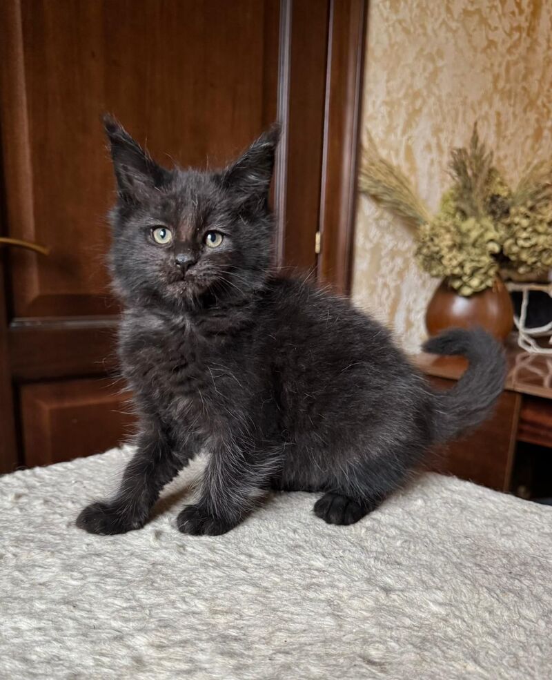 Tess Maine Coon female, black