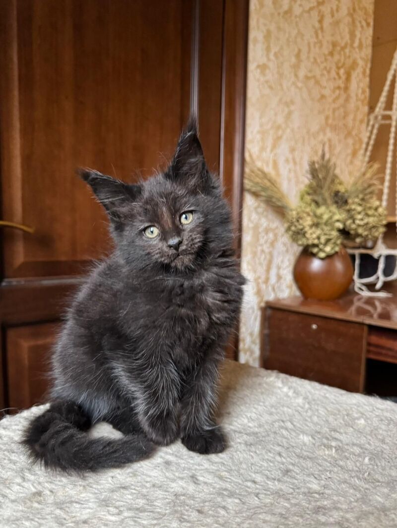 Tess Maine Coon female, black