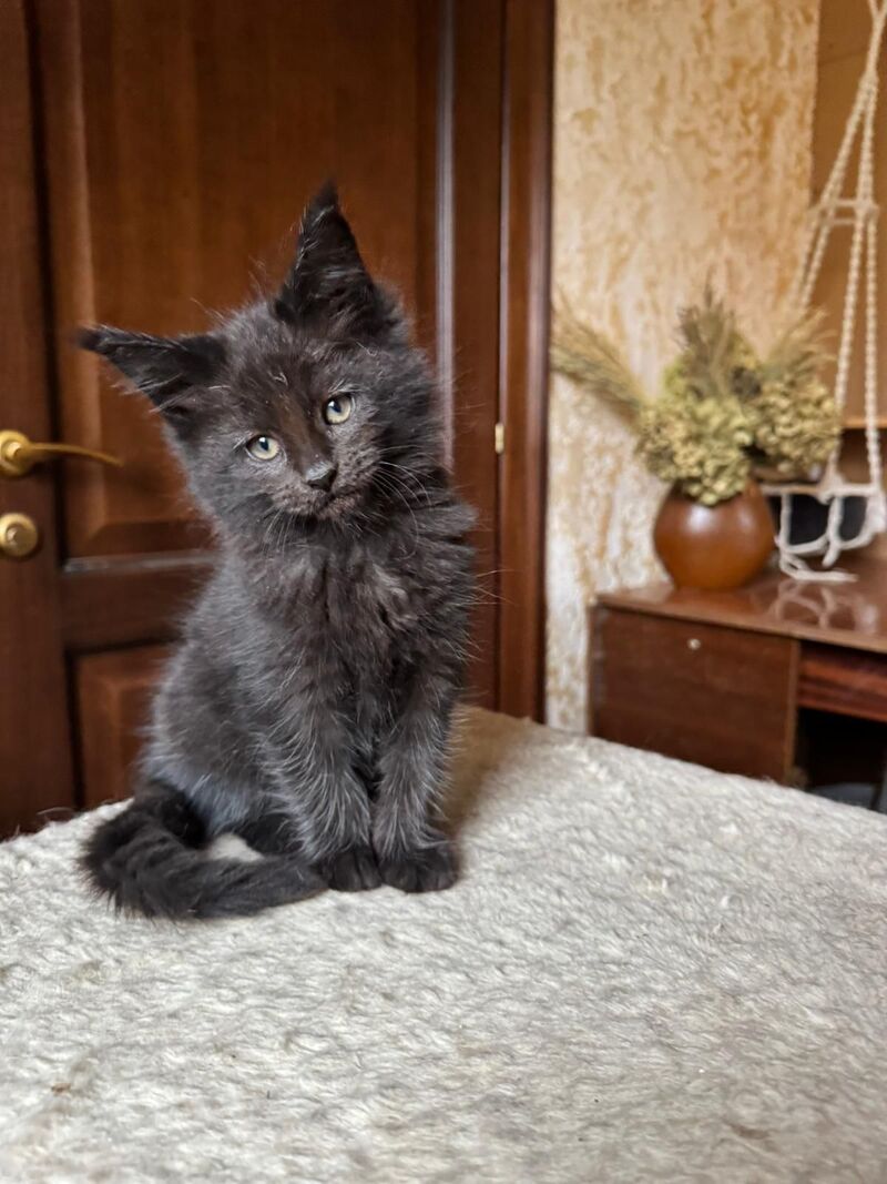 Tess Maine Coon female, black