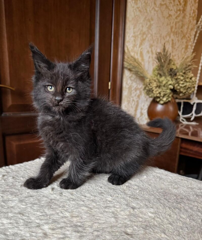 Tess Maine Coon female, black