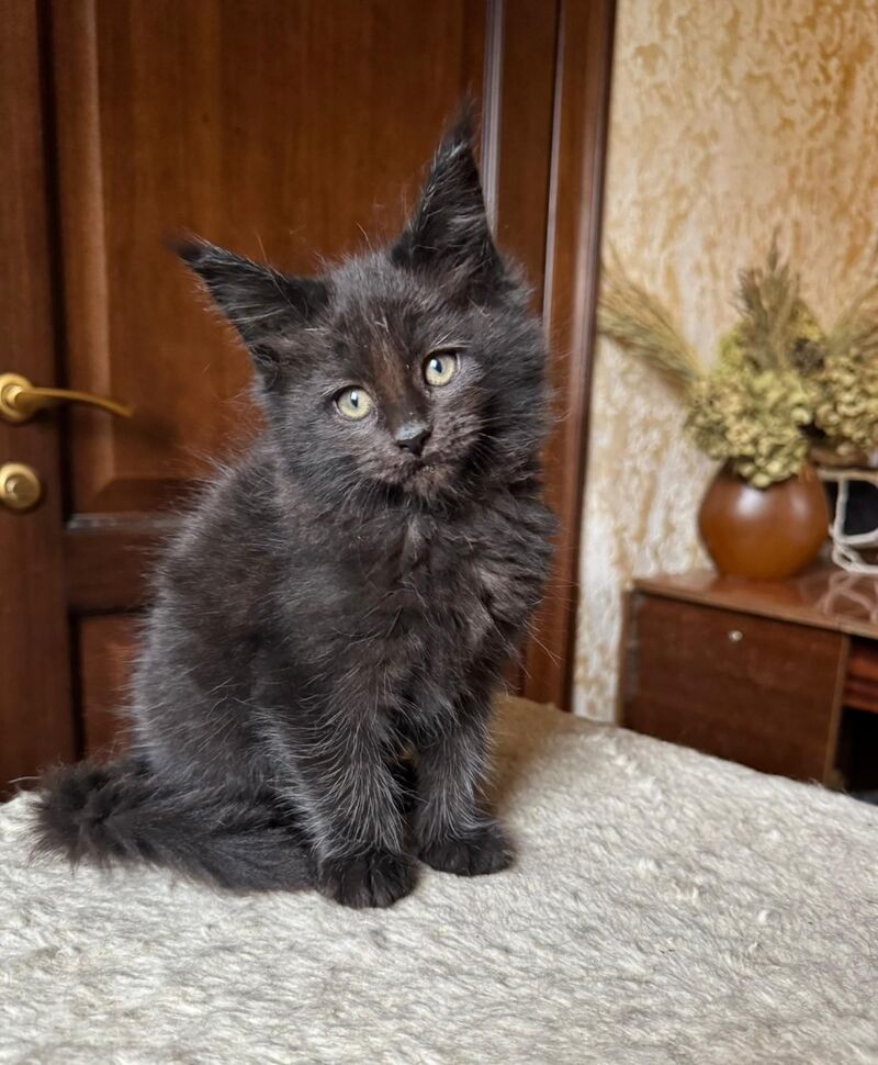 Tess Maine Coon female, black