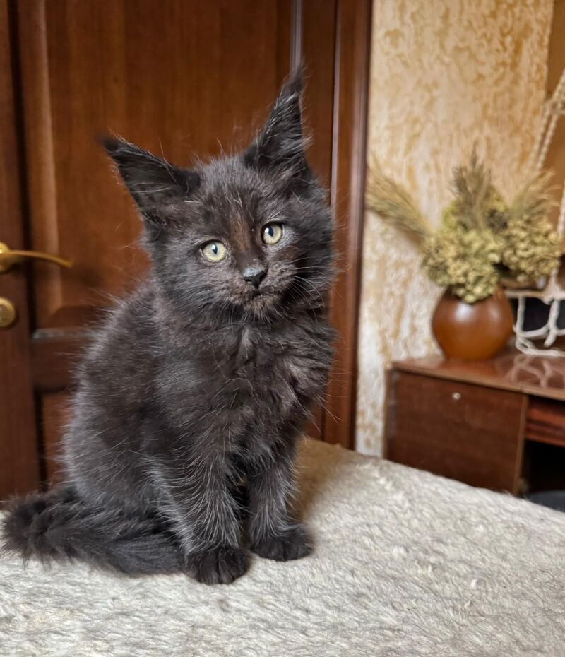 Tess Maine Coon female, black