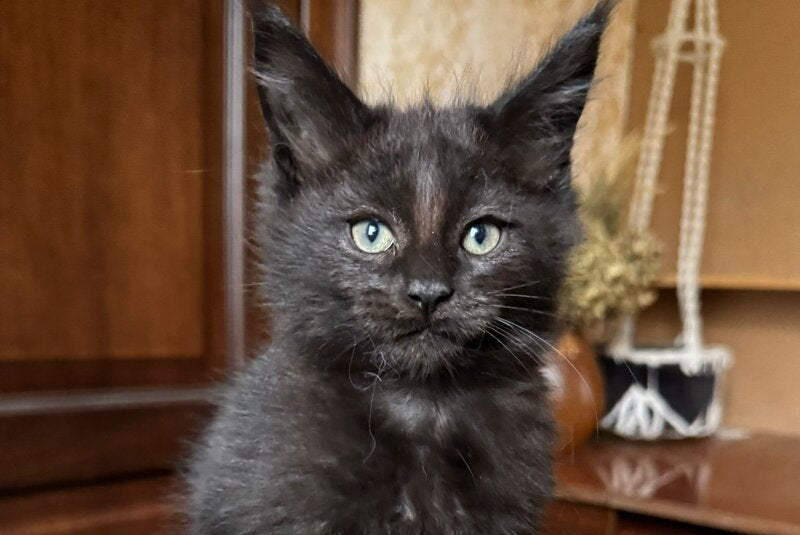 Truffel Maine Coon male, black