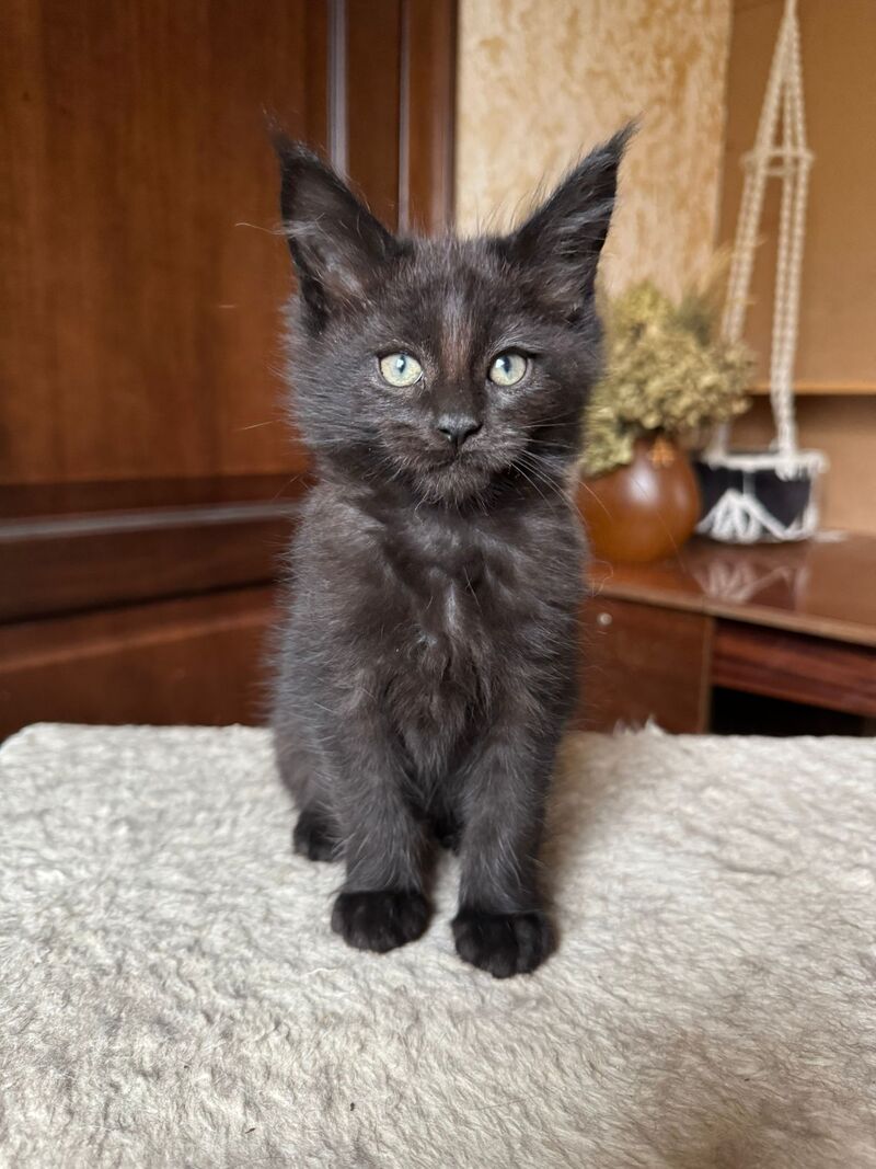 Truffel Maine Coon male, black