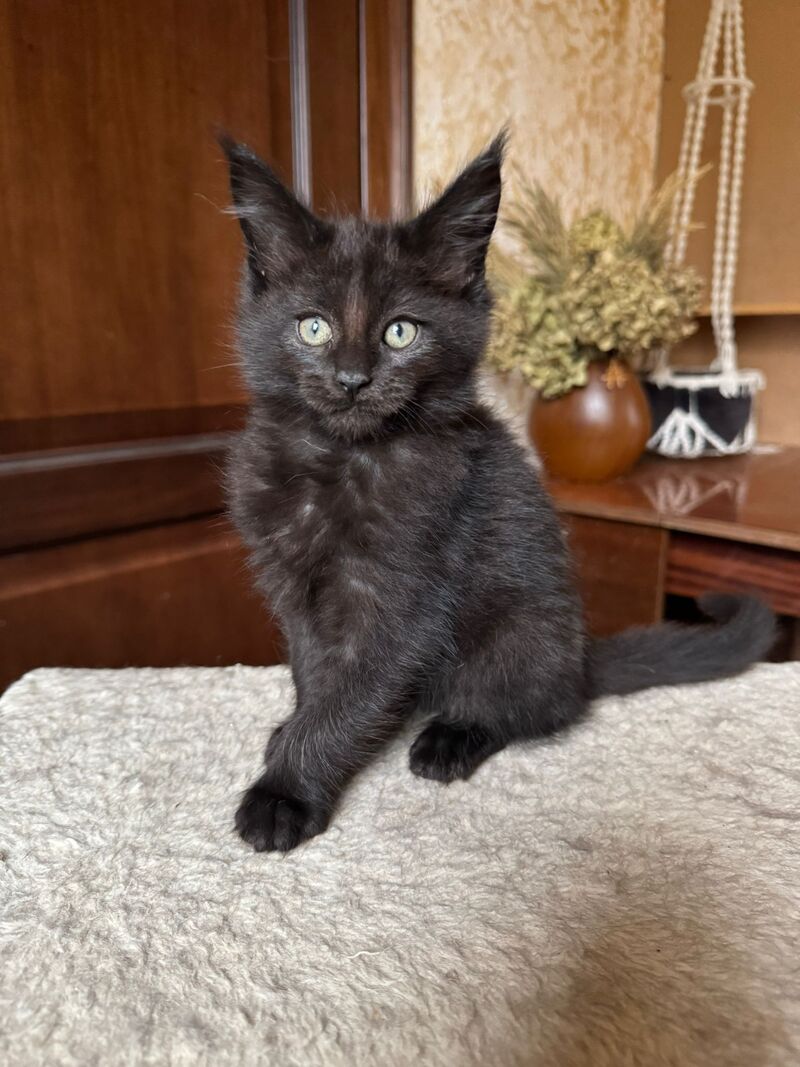 Truffel Maine Coon male, black